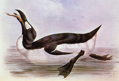 The Great Auk, illustration from 